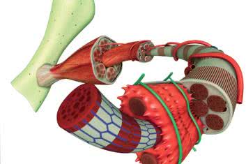 Stan zapalny i reakcje tkankowe