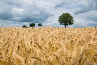 Nietolerancja glutenu? To przez pogodę! 