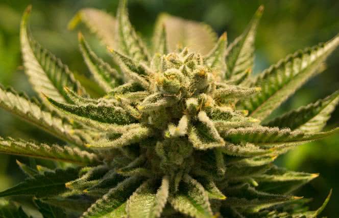 Medyczna marihuana - co leczy, kto może kupić i ile kosztuje?