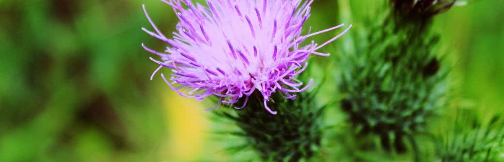 Ostropest plamisty: jak wygląda, co leczy?