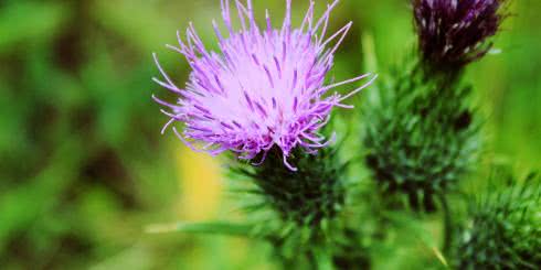 Ostropest plamisty: jak wygląda, co leczy?