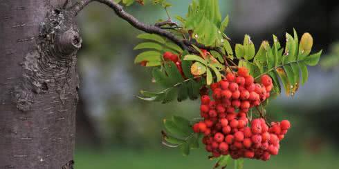 Jarzębina - czy można jeść jej owoce?Właściwości lecznicze jarzębiny.
