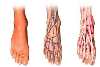 Ból mechaniczny a typ stopy 