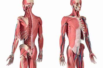 Stożek rotatorów biodra 
