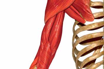 Bark w rehabilitacji poudarowej 