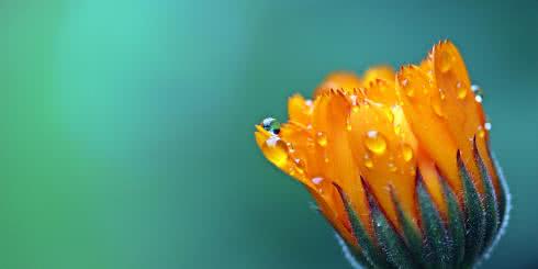 Nagietek - właściwości zdrowotne i zastosowanie 