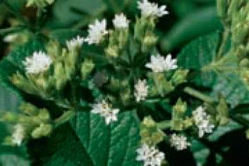 Nowe naturalne słodziki mogą pomóc w zmniejszeniu spożycia cukru