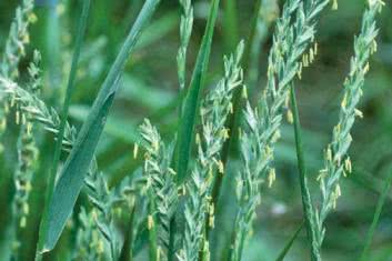 Perz Właściwy (Elymus Repens, Syn. Agropyron Repens)