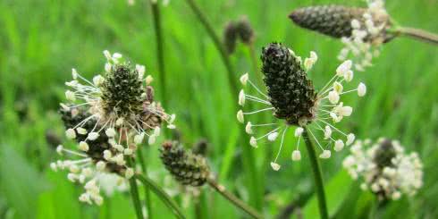 Babka lancetowata - właściwości lecznicze, zastosowanie i występowanie