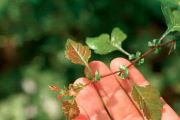 Kuracja roślinnymi komórkami macierzystymi? TAK, dzięki gemmoterapii!