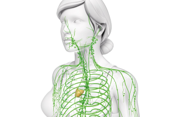 Śledziona i grasica