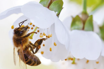 Potęga pszczelego żądła