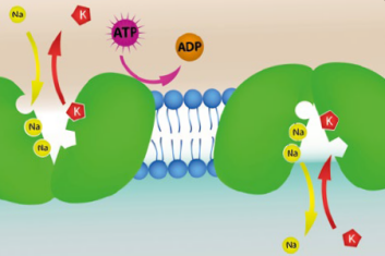osłabionymi mitochondriami
