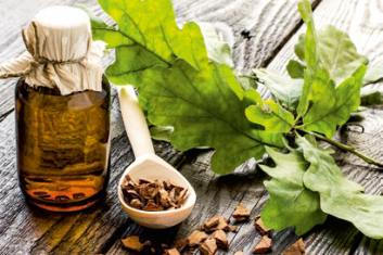 Dąb Szypułkowy (Quercus Robur)