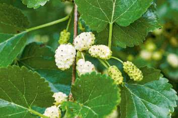 Morwa biała (Morus Alba)