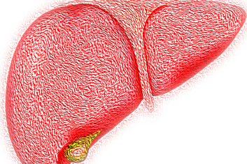 Wątroba – nasz niezastąpiony filtr