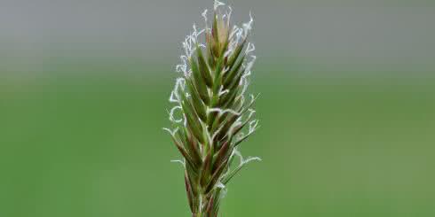 Perz właściwy - właściwości lecznicze i zastosowanie