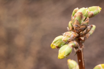 Wykorzystaj potencjał wiosny, czyli gemmoterapia na bis
