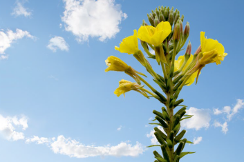 Roślinne filtry słoneczne