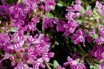Macierzanka piaskowa (Thymus Serpyllum)