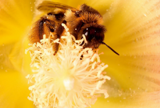 Terapia jadem pszczelim - kobieta wyleczyła się z boreliozy