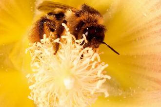 Terapia jadem pszczelim - kobieta wyleczyła się z boreliozy