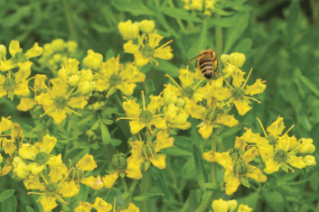 Ruta Zwyczajna (Ruta Graveolens)