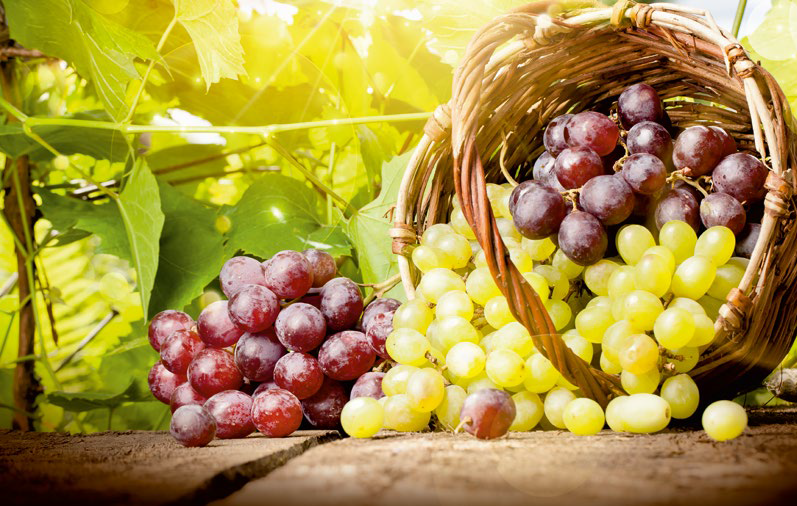Winogrona