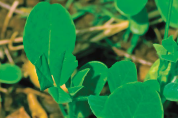 Kozieradka Pospolita (Trigonella Foenum-graecum)