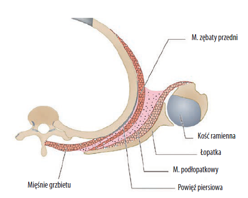 Płaszczyzna ślizgu łopatki po ścianie klatki piersiowej.