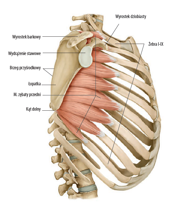 Mięsień zębaty przedni.