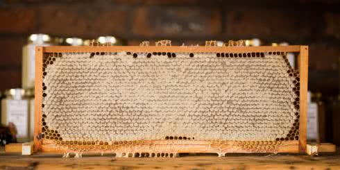 Miód manuka lepszy od antybiotyków!