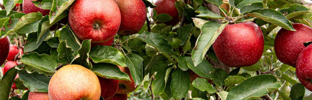 Światowy Dzień Jabłka