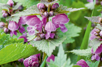 Jasnota purpurowa (lamium purpureum)