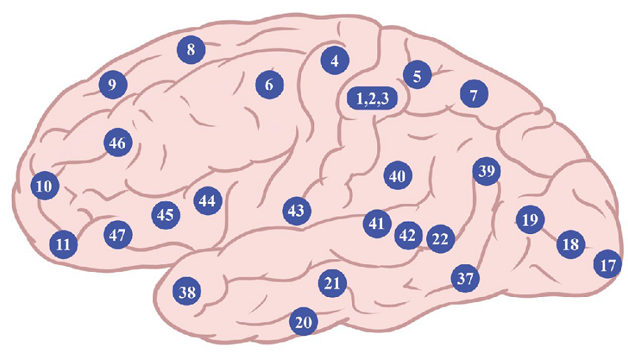 Pola Brodmanna na bocznej powierzchni półkuli mózgu
