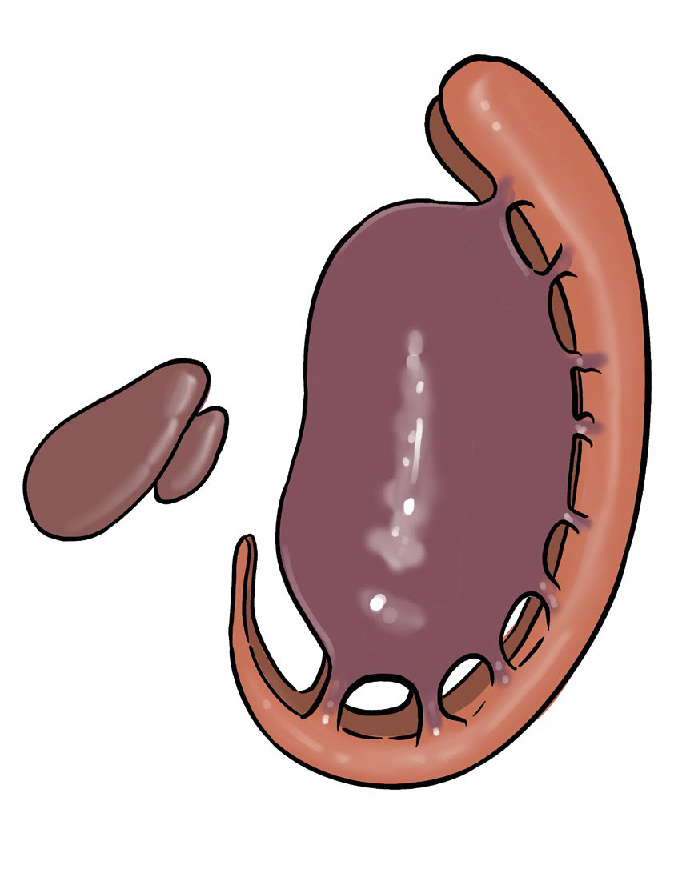 Schemat budowy jąder podkorowych