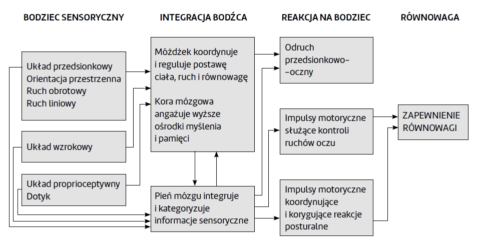 Schemat obrazujący drogę od bodźca sensorycznego do zapewnienia równowagi