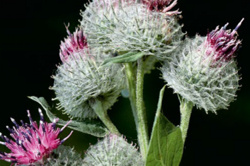 Łopian większy (Arctium lappa)