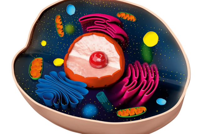 Mitochondria - źródło naszej energii