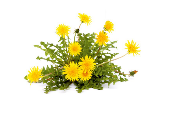 Zioła na problemy trawienne