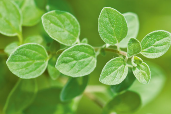 Lebiodka pospolita (Origanum vulgare)