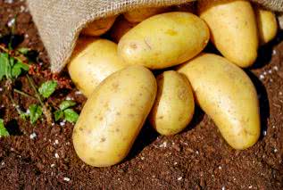 Solanina - trujący związek w ziemniakach. Jak pozbyć się solaniny?