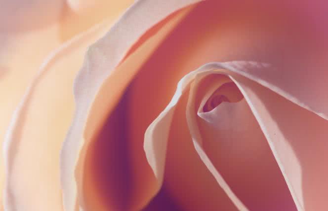 Łechtaczka – gdzie się znajduje? Jaką pełni funkcję? Jak ją stymulować?