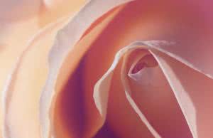 Łechtaczka – gdzie się znajduje? Jaką pełni funkcję? Jak ją stymulować?