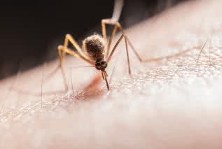 Mity o komarach. Rozprawiamy się z 6 poglądami, które nie mają racjonalnych podstaw