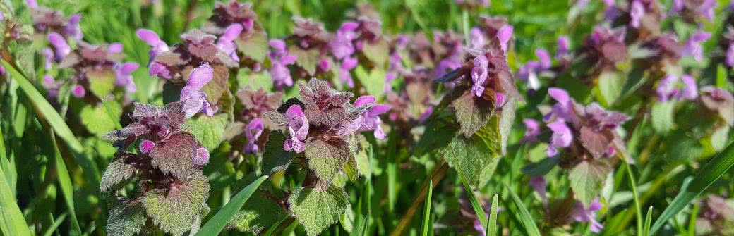 Jasnota purpurowa - właściwości zdrowotne i zastosowanie