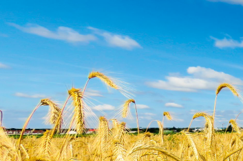 Kontrowersje wokół glutenu