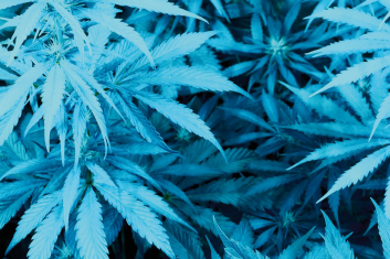 Terapia wysokich lotów