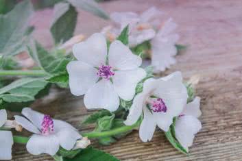 Prawoślaz lekarski (althaea officinalis)