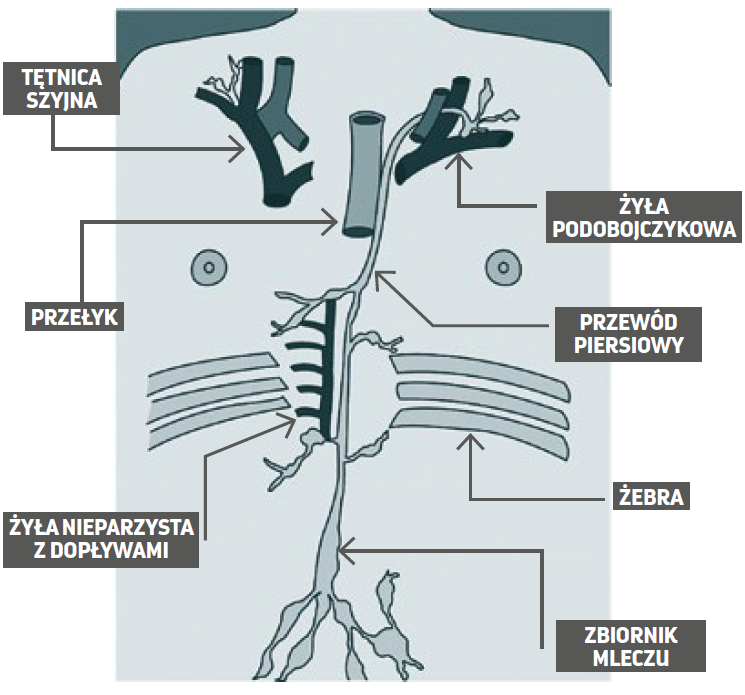 Przewód piersiowy układu limfatycznego